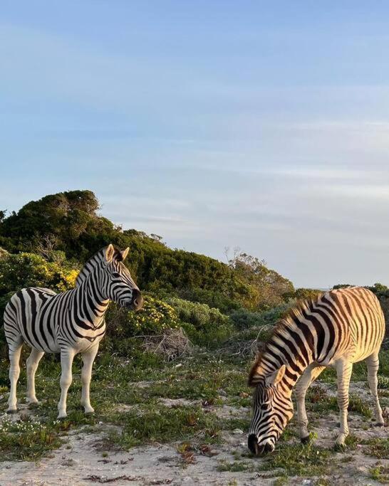 Ocean Retreat, Romansbaai Gansbaai Εξωτερικό φωτογραφία